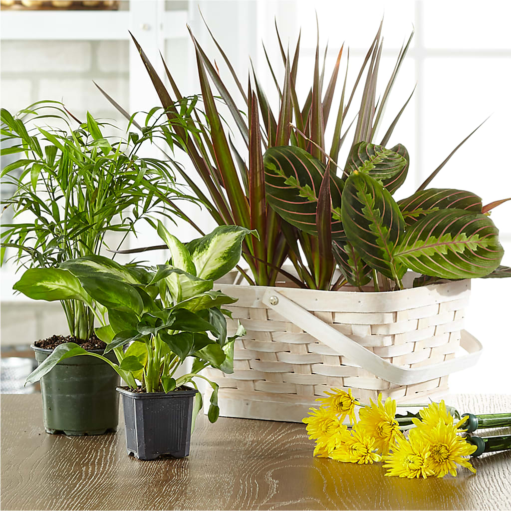 Florist Designed Blooming and Green Plants in a Basket – Ellijay Florist And Gifts, Ellijay GA