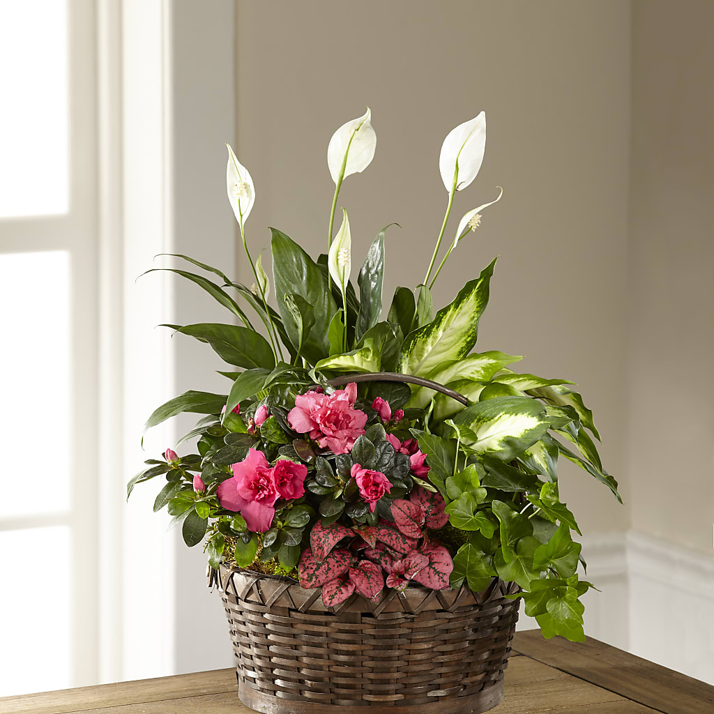 Dream in Pink Dishgarden – Ellijay Florist And Gifts, Ellijay GA