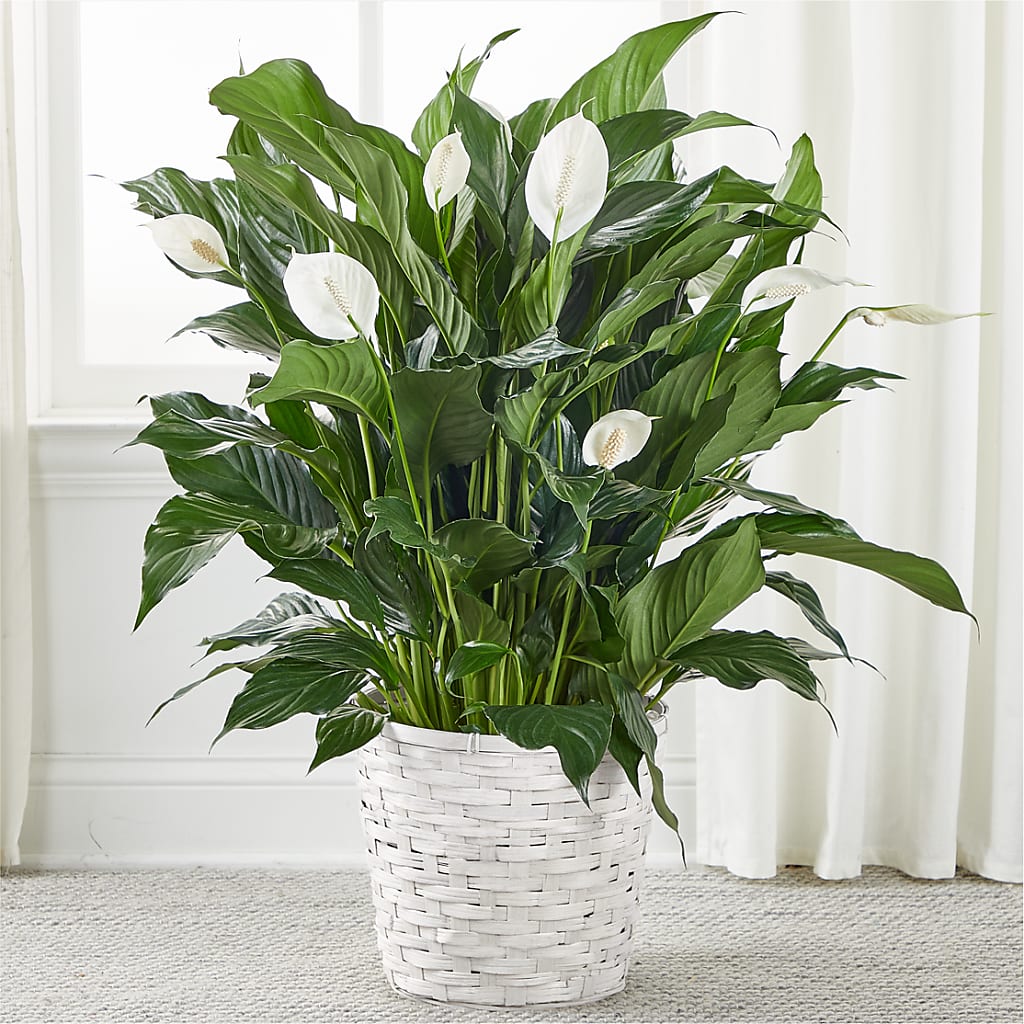 A New Leaf Peace Lily – Ellijay Florist And Gifts, Ellijay GA
