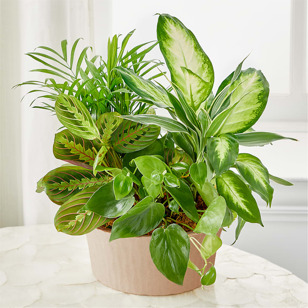 Balance & Harmony Dishgarden – Ellijay Florist And Gifts, Ellijay GA