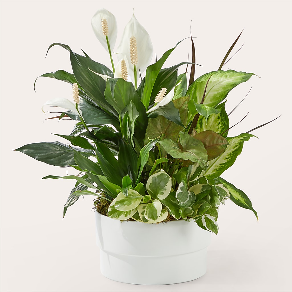 Radiating Positivity Dishgarden – Ellijay Florist And Gifts, Ellijay GA