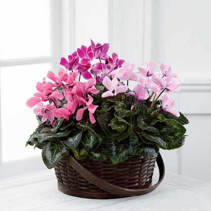 Mixed Cyclamen Planter –  Ellijay Florist And Gifts, Ellijay GA