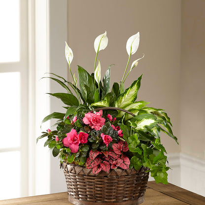Dream in Pink Dishgarden –  Ellijay Florist And Gifts, Ellijay GA