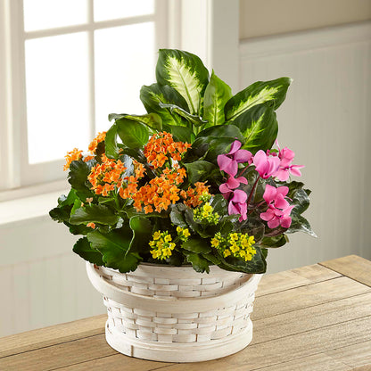 Color Crush Dishgarden –  Ellijay Florist And Gifts, Ellijay GA