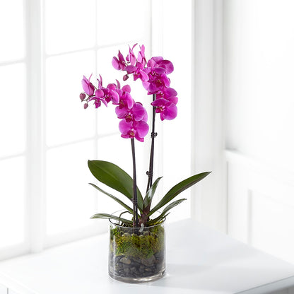Pink Orchid Plant –  Ellijay Florist And Gifts, Ellijay GA