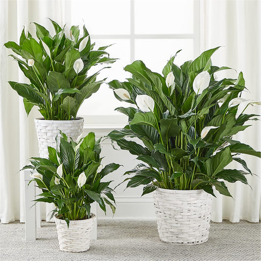 A New Leaf Peace Lily –  Ellijay Florist And Gifts, Ellijay GA
