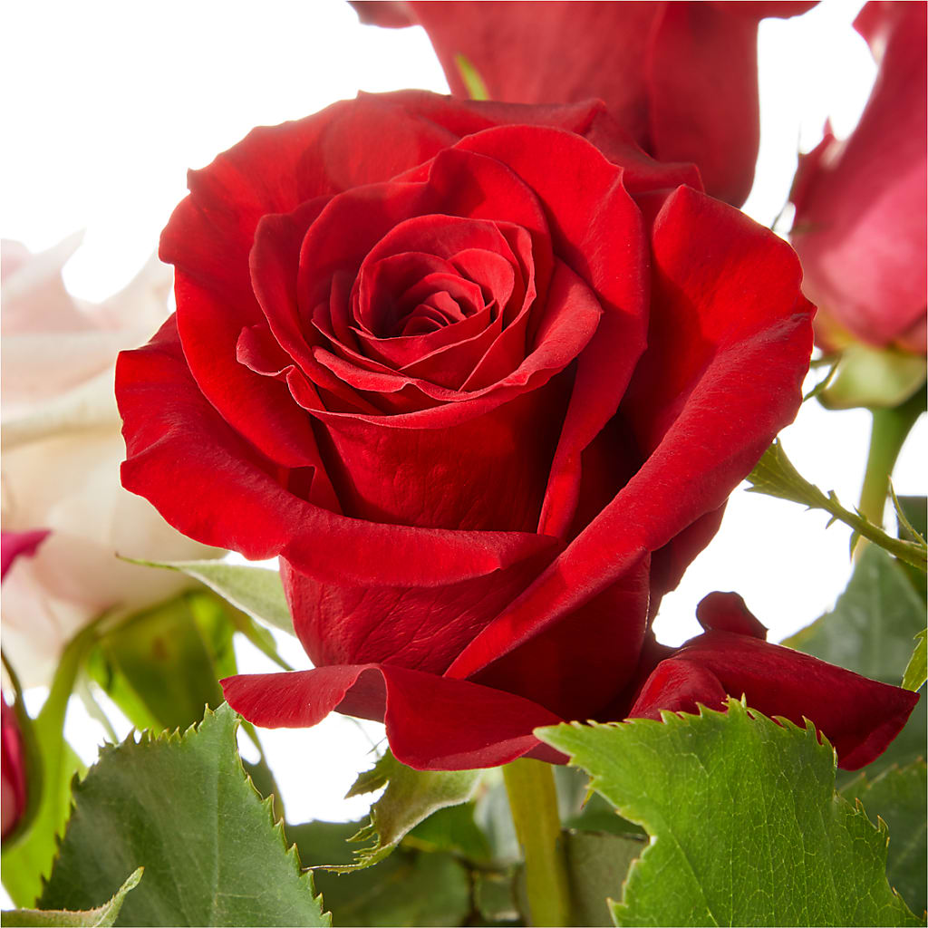 Love Notes Rose Bouquet –  Ellijay Florist And Gifts, Ellijay GA