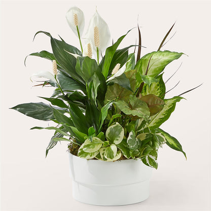 Radiating Positivity Dishgarden –  Ellijay Florist And Gifts, Ellijay GA